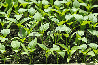 Bell pepper seedlings before planting in soil