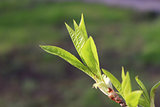 Closeup green sprouting plant