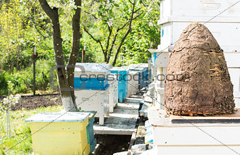 Swarm of bees fly to beehive.