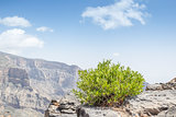 Green bush Jebel Shams