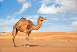 Camel in Wahiba Oman