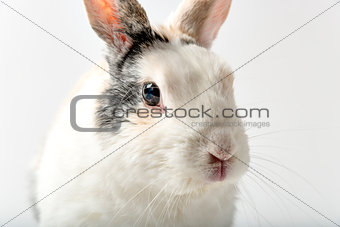 Rabbit on white
