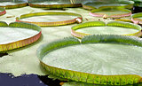 floating on the water lily