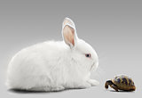Rabbit vs turtle
