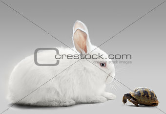 Rabbit vs turtle