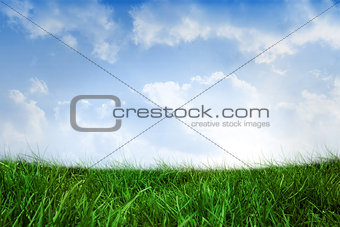 Field of grass under blue sky