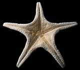 Starfish Isolated on Black Background