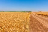Country road and rural wheat fields.