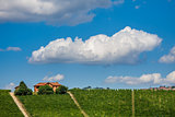 View of green vineyards in summer.