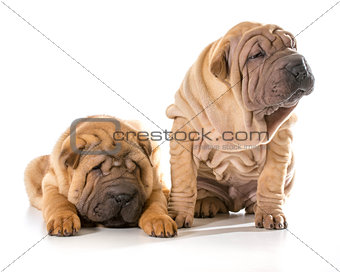two chinese shar pei puppies