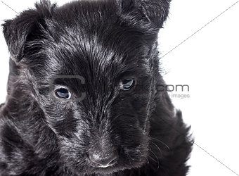 Scottish terrier puppy