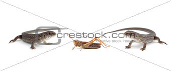 Two lizards and a grasshopper