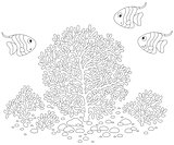 Fishes and corals