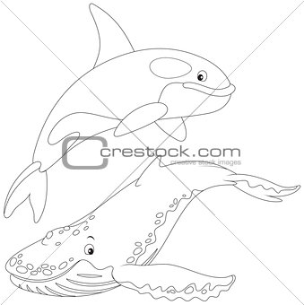 killer whale and hunchbacked whale