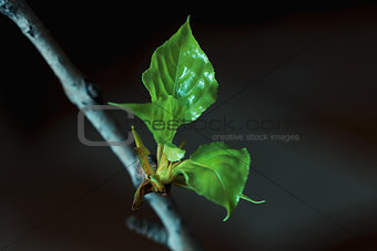 The young green leaves on a branch