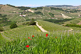 Red poppies and green grass on the hills of Piedmont, Italy.