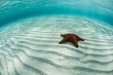 Sea Star on Sand
