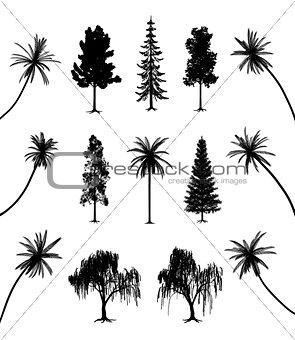 Trees with roots and palms