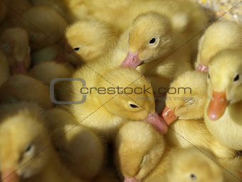 little yellow ducklings