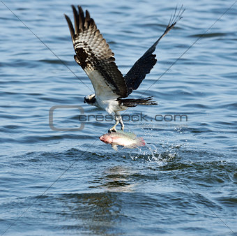 Osprey Catching Fish 