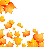 Autumn background with flying maples