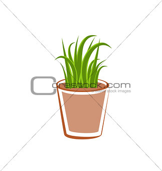 Flowerpot with green grass plants
