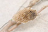 Nest of wasp