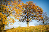 Beautiful autumn oak tree