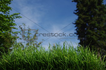 green   grass 