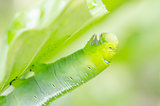 Green worm and leaf