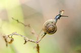 Snails and tree