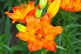 orange summer flowers