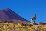 The Sadness of the Vicuna