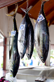 tuna fish at market