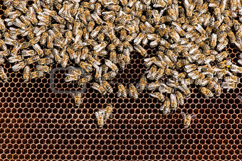 Close up honeycombs