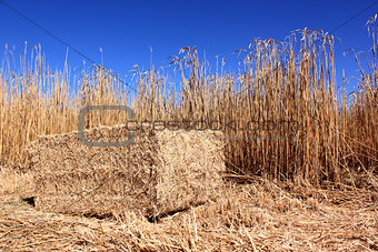 Field of reeds