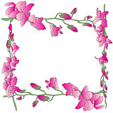 long orchids frame