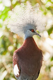 Southern crowned-pigeon, Goura scheepmakeri, single captive