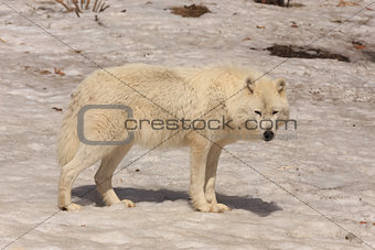 Arctic wolf in winter