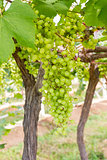 Green Grapes on the vine