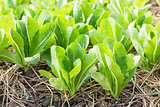 Green lettuce plant