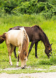 Horse in field 