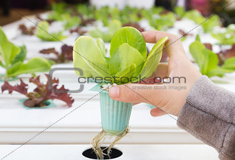 Organic hydroponic vegetable on hand