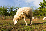 Sheep grazing   in the farm