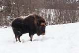 Musk Ox in a winter scene
