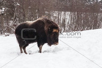Musk Ox in a winter scene