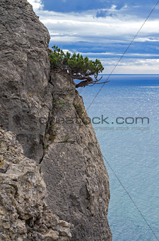 Juniper tree on a cliff above the sea.