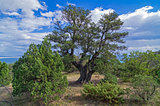 Relict juniper tree, Crimea.