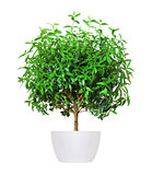 Houseplant - yang myrtle a potted plant isolated over white