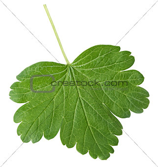 Gooseberry leaf